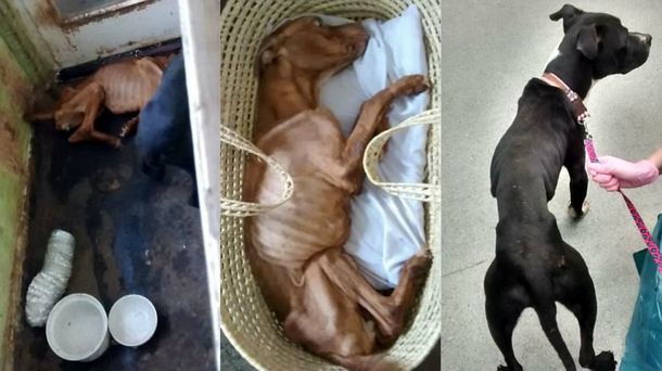 Cook abandonó a Ruby y Blacky para que murieran de hambre