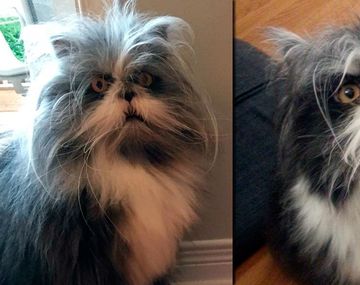 La imagen de un animal llenó de dudas a los usuarios en Twitter.