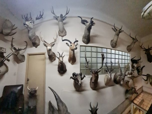 Hallaron una colección de animales embalsamados en la fábrica Felfort.&nbsp;