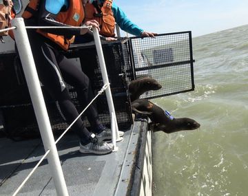 Los lobos marinos fueron equipados con dispositivos que permitirán descubrir qué sucede con su alimento
