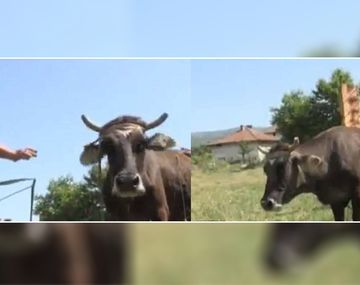 ¡Insólito! Quieren sacrificar a una vaca porque pasó un alambrado y cambió de país
