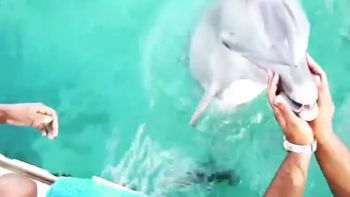video: se le cayo el celular al mar y un delfin se lo devolvio video: se le cayo el celular al mar y un delfin se lo devolvio