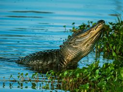 Viol&oacute; la cuarentena por el coronavirus y se lo comi&oacute; un cocodrilo