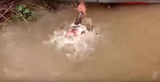 Alimenta pirañas con sus propias manos