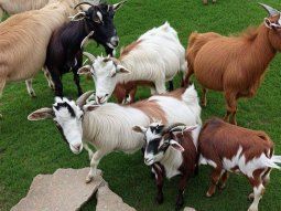 Parpadeá rápido para encontrar al Messi oculto en esta foto de cabras