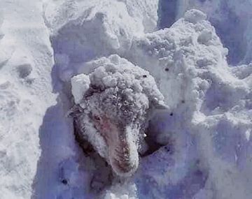 El drama en Chubut: las nevadas aislaron a los pobladores y arrasan con los animales 