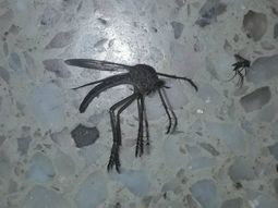 El extraño y gigante mosquito que es viral en Córdoba