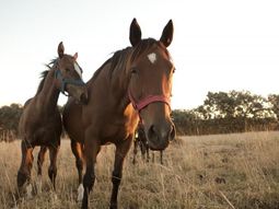El 69% de los casos que se confirmaron lograron recuperarse. El 69% de los casos que se confirmaron lograron recuperarse.