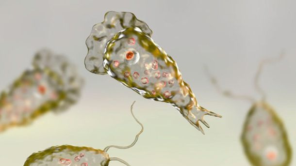 Estados Unidos: preocupación por otra muerte a causa de la ameba come cerebros