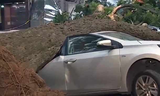 Enorme árbol se desplomó en Palermo y aplastó dos autos