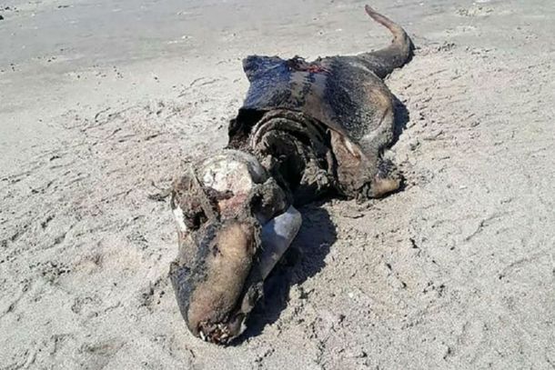 Esta es la extraña criatura que apareció en las costas de Estados Unidos