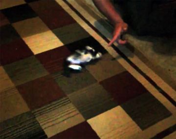 Un lindo gatito que está listo para protagonizar un western