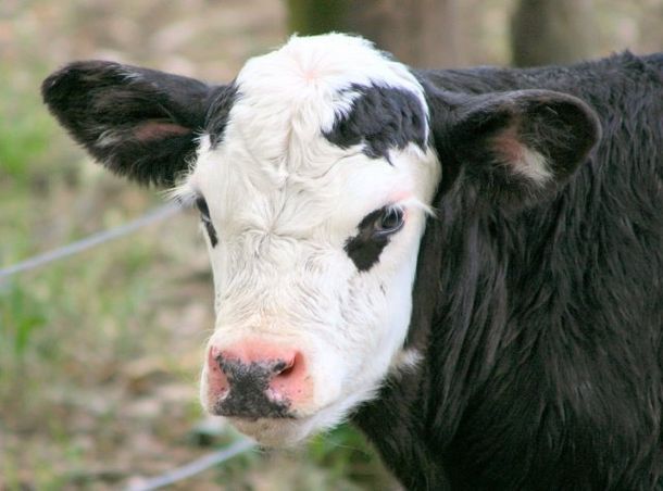 Vaca