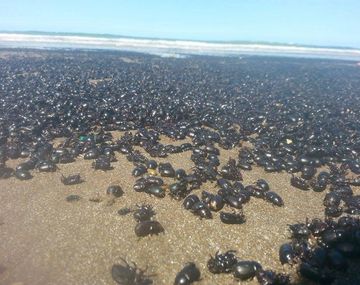 La curiosa invasión de escarabajos