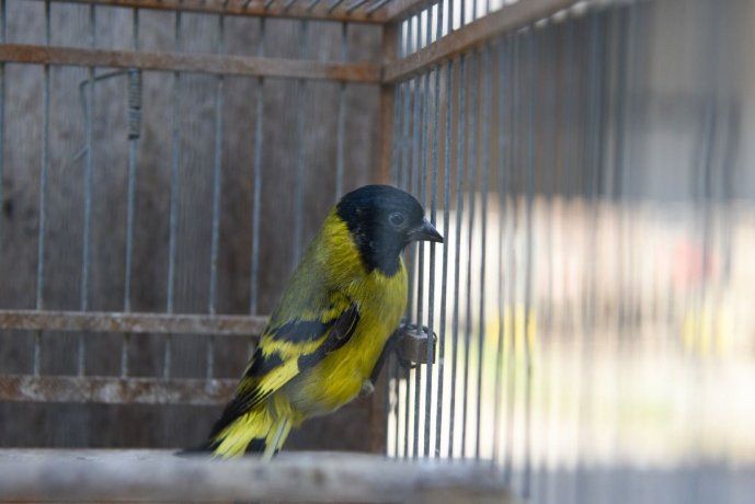 Liberaron a 19 aves silvestres