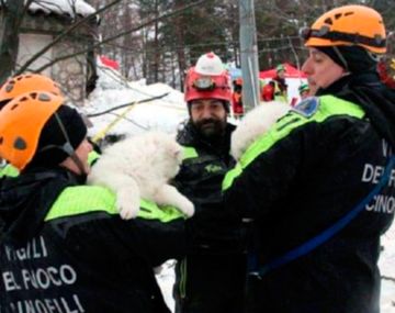 Los bomberos rescatando a los cachorros