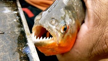 un hombre se arrojo al rio y murio comido por piranas en bolivia un hombre se arrojo al rio y murio comido por piranas en bolivia