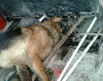 El perro al que dejaron morir yaciendo junto al comercio