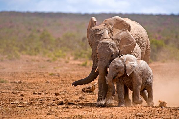 Batalla ganada: prohíben la captura de elefantes de África para ser exportados a zoos del mundo