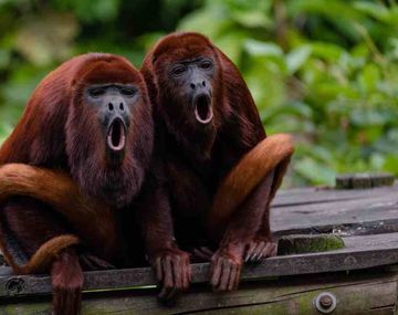 Proponen declarar Monumento Natural a los monos aulladores en peligro