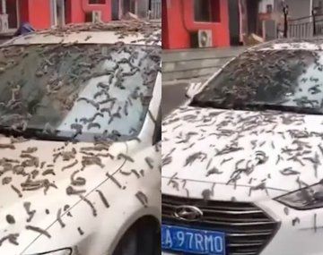 Misterio en China por una lluvia de gusanos