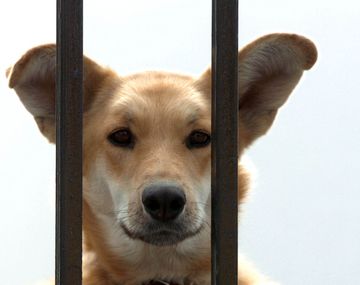 Votan penar con 2 años de prisión a quien mate mascotas