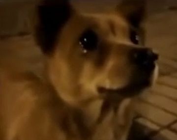 El conmovedor gesto de una chica con un perro callejero