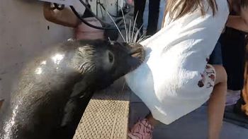 Un león marino atacó a una niña y la arrastró al agua Un león marino atacó a una niña y la arrastró al agua
