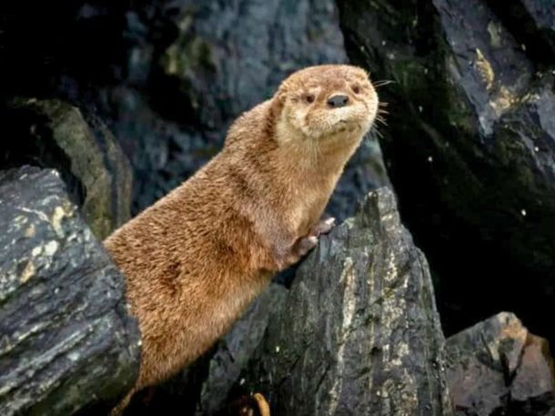 Reapareció la changuita, el mamífero marino más pequeño del mundo