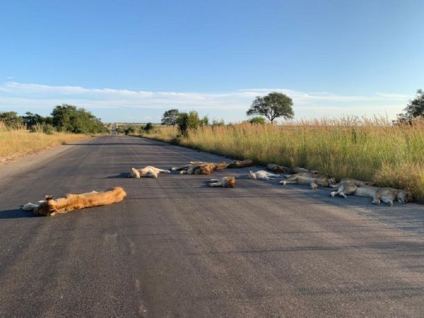 Coronavirus en Sudáfrica: las impresionantes imágenes de leones descansando en la ruta