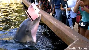 video: un delfin le robo un ipad a una turista en un parque tematico video: un delfin le robo un ipad a una turista en un parque tematico