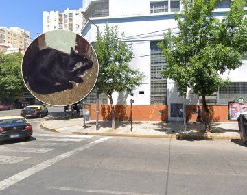 Denuncian que mandaron un gato a un colegio para combatir ratas