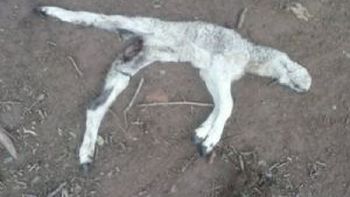 panico en santiago del estero: hablan de la vuelta del chupacabras panico en santiago del estero: hablan de la vuelta del chupacabras