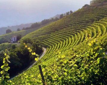 El reconocido futbolista que compró una de las mejores viñas del mundo