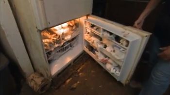 Terry no puede separarse de sus gatos Terry no puede separarse de sus gatos