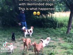 hicieron una reunion de perros introvertidos y el resultado se volvio viral hicieron una reunion de perros introvertidos y el resultado se volvio viral