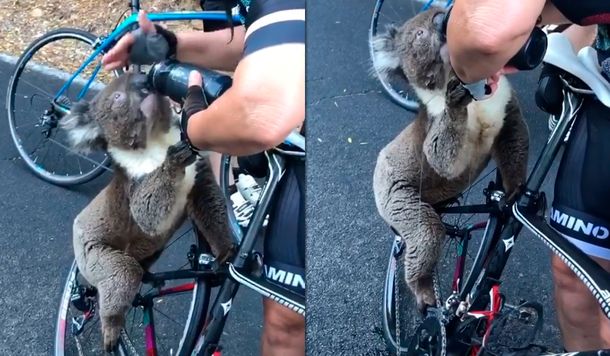 VIDEO: Un koala frenó a un ciclista y le tomó su agua en plena ola de calor en Australia
