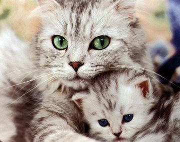 Matan gatos para desollarlos y vender su piel