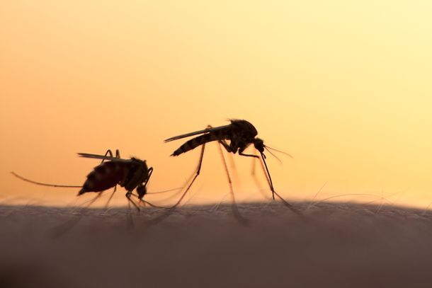 Los mosquitos estériles de Google para combatir el Zika