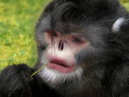 Descubren a un mono que parece Michael Jackson