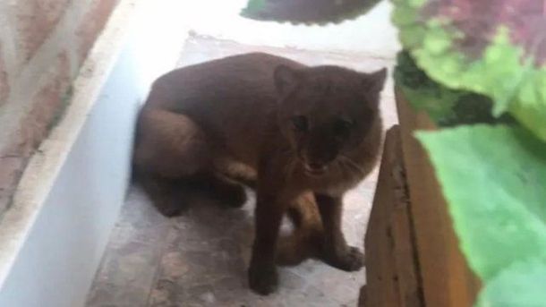 Un Puma apareci&oacute; en el patio de una casa en la localidad de La Paz