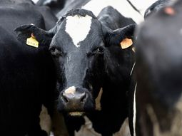 El Inale impulsa un plan para duplicar la producción de leche de Uruguay en los próximos 12 años. El Inale impulsa un plan para duplicar la producción de leche de Uruguay en los próximos 12 años.