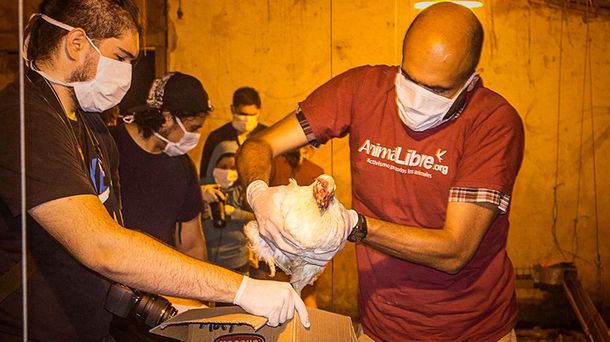 Cresta Roja, por dentro: así rescataron de los galpones a decenas de gallinas