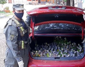 Santiago del Estero: rescataron más de 200 loros habladores en el baúl de un auto