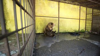 crueldad en el menu: un oso cautivo en un restaurante se come a si mismo crueldad en el menu: un oso cautivo en un restaurante se come a si mismo