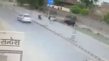 Un toro lo embistió cuando andaba en moto por una calle de India Un toro lo embistió cuando andaba en moto por una calle de India