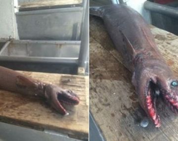 Descubren un ejemplar de tiburón anguila