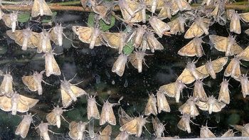 invasion de polillas: no afecta a la salud, dicen los expertos invasion de polillas: no afecta a la salud, dicen los expertos