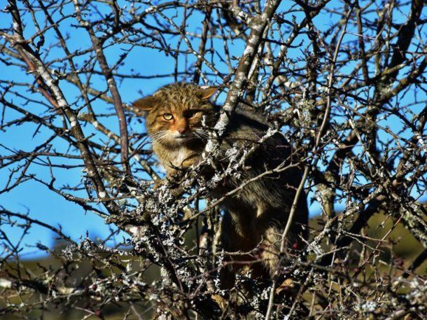 Pánico en Santa Clara del Mar por la aparición de gatos monteses