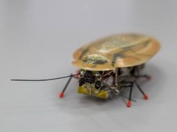 un robot inspirado en la cucaracha rescatara sobrevivientes de terremotos un robot inspirado en la cucaracha rescatara sobrevivientes de terremotos